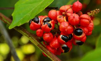 O fungo que ataca as plantações do guaranazeiro pode afetar outras plantas de importância econômica