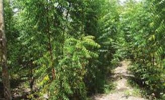 Uma planta para controle de pragas do milho e do feijão