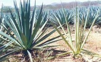 A praga que pode destruir uma plantação de sisal