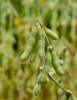 Produtividade da soja pode aumentar com uso de bactérias