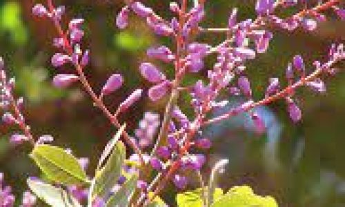 <h2><a href="https://nordesterural.com.br/extratos-de-plantas-pode-ser-usado-como-defensivo-agricola-natural/">Extratos de plantas pode ser usado como defensivo agr&iacute;cola natural</a></h2>Algumas das plantas que fornecem esse extrato para defensivo s&atilde;o pouco conhecidas mas outras s&atilde;o encontradas com facilidade no cerrado brasileiro. Entre essas plantas temos a &nbsp;sucupira branca e a