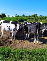 Planejamento genético aumenta produtividade das fazendas