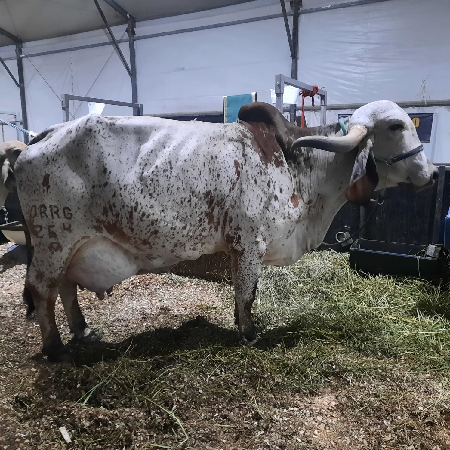 As melhores vacas leiteiras da genética da raça Gir