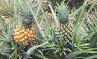 Dicas para uma boa plantação de abacaxi