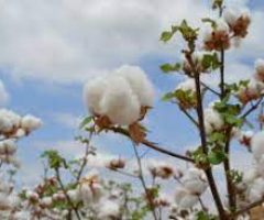 Produtor ganha duas novas sementes de algodão mais resistentes e mais produtivas