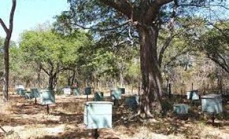 Dicas para iniciar um apiário na propriedade rural