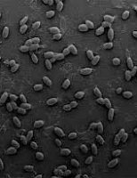 Cientistas identificam bactérias resistentes a medicamentos em áreas próximas à granjas de suínos