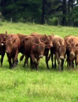 Carne produzida nos Pampas ganha selo de identificação de origem