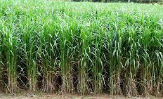 Capim de corte para alimentação de bovinos