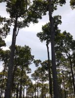 Orientações para o produtor iniciar um plantio de castanheira e ganhar com os frutos e a madeira