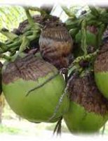 Um problema para as plantações de coqueiros no Brasil