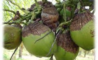 Um problema para as plantações de coqueiros no Brasil