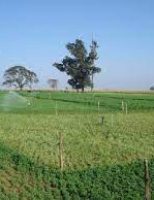 Pastejo rotacionado promove engorda de ovinos e caprinos a pasto