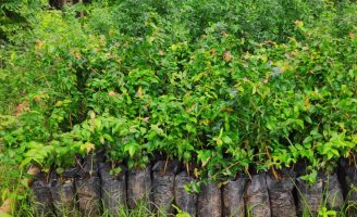 Projeto vai promover o reflorestamento em áreas rurais de Timbaúba em Pernambuco
