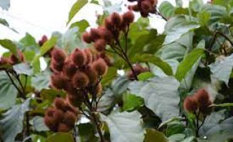 O cultivo do urucum pode melhorar a renda do pequeno agricultor