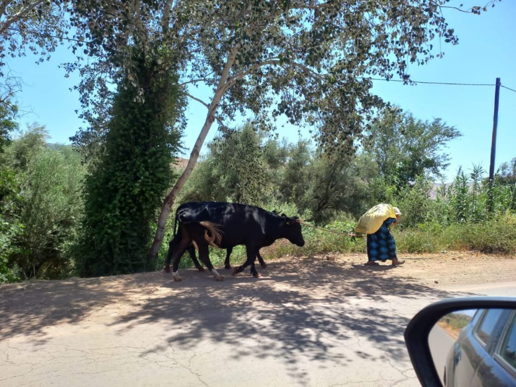 Mulher puxa vaca no Marrocos