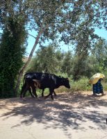 Mulher puxa vaca no Marrocos