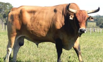 O bovino Marruá ganhou mais visibilidade depois da novela Pantanal