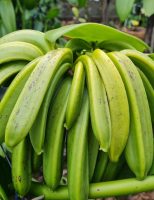 Baunilha do Cerrado brasileiro se destaca na gastronomia mundial.
