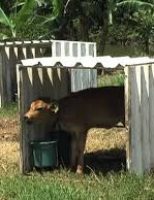 O que é melhor para o produtor no manejo dos bezerros leiteiros: a desmama precoce ou a amamentação natural