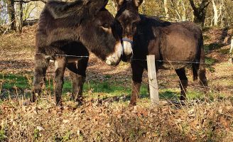 Os burros também amam