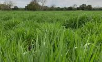 Uma semente de capim brachiaria híbrida com alto teor de proteína já pode ser adquirido pelos pecuaristas