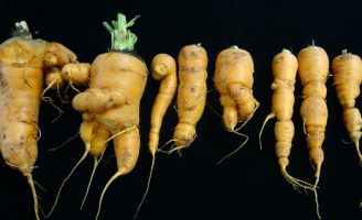 Como livrar os plantios de cenouras do ataque do nematoide-das-galhas que deforma as raízes da planta