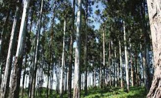 Monocultura do eucalipto ameaça o solo e a vegetação nativa do Alto Jequitinhonha em Minas Gerais