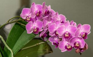 A importância do mercado de flores para a economia brasileira