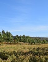 O programa Lavoura-Pecuária-Floresta pode incentivar a cultura do grão de bico entre os produtores brasileiros