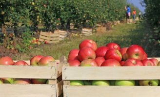 Novo levantamento para definição do Zoneamento Agrícola de Risco Climático para a cultura da maçã