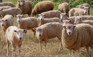 Boa notícia para o mercado de carne ovina produzida no Brasil