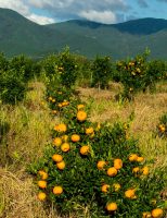 Produtores brasileiros de laranja conquistam o selo de Indicação Geográfica para cultivos fluminenses