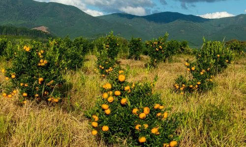 <h2><a href="https://nordesterural.com.br/produtores-brasileiros-conquistar-o-selo-de-indicacao-geografica-para-cultivos-fluminenses/">Produtores brasileiros de laranja conquistam o selo de Indica&ccedil;&atilde;o Geogr&aacute;fica para cultivos fluminenses</a></h2>&Eacute; a laranja da Regi&atilde;o de Tangu&aacute;, no estado do Rio de Janeiro, que recebeu o 100&ordm; selo de Indica&ccedil;&atilde;o Geogr&aacute;fica do Pa&iacute;s. A conquista s&oacute; foi poss&iacute;vel por meio