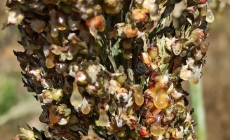 O “Mela” é uma doença que vem atacando muitas plantações de sorgo no Brasil