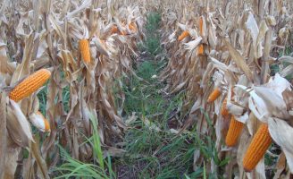 Uso de inoculante ajuda a reduzir as perdas de produtividade do milho consorciado com braquiária
