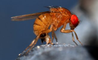 Um inseto que provoca perdas totais em plantações de várias frutas brasileiras