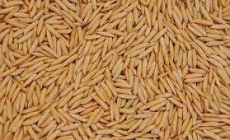 Produtores iniciam a plantação de arroz para a safra 2022/23