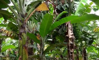 Doenças que provocam perdas nas plantações de banana