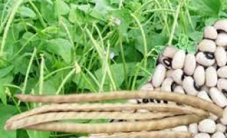 Mais produtividade para o feijão de corda com uso de micronutrientes