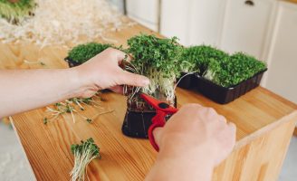 Cresce em todo o mundo o interesse das pessoas pelo cultivo de microverdes