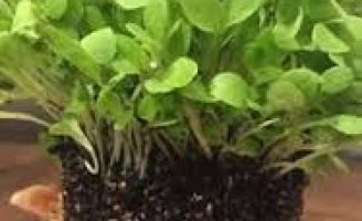 Dicas de como cultivar os microverdes em casa