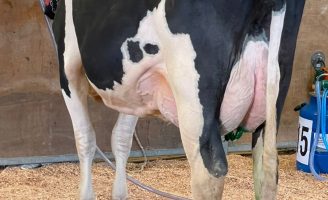 Uma novilha holandesa conquista o título de campeã na produção de leite
