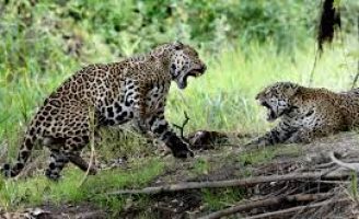 Especialistas lutam para encontrar alternativas de um convívio equilibrado entre bovinos e felinos do Pantanal brasileiro