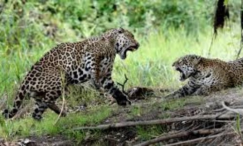 <h2><a href="https://nordesterural.com.br/especialistas-lutam-para-encontrar-alternativas-de-um-convivio-equilibrado-entre-bovinos-e-felinos-do-pantanal-brasileiro/">Especialistas lutam para encontrar alternativas de um conv&iacute;vio equilibrado entre bovinos e felinos do Pantanal brasileiro</a></h2>Atualmente &eacute; poss&iacute;vel constatar que a popula&ccedil;&atilde;o de on&ccedil;a pintada, na regi&atilde;o do pantanal, est&aacute; aumentando. Por isso pantaneiros, veterin&aacute;rios, entidades de classe e representantes de ONGs, promoveram um encontro