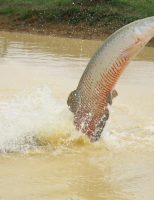 Tambaqui e pirarucu geram milhões de reais de renda para produtores do  norte do Brasil