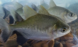 Nova tecnologia ajuda a identificar o sexo dos peixes pirarucu e tambaqui