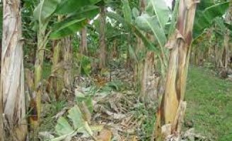 O fungo mais destrutivo das plantações de bananeiras pode se reproduzir em plantas de cobertura