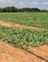 O futuro da agricultura depende da qualidade do solo