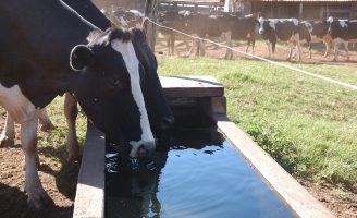 O manejo correto das fazendas de leite para melhorar a produtividade do rebanho